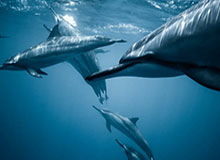 华体会棋牌室-浙江队三名青训小将已前往狼队，将在狼队进行为期20天的试训